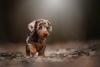 Dachshund filhote alerquim 