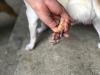 Esporotricose em cães