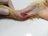 Esporotricose em gatos provoca feridas doloridas