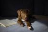 Filhote de Pitbull marrom sentado na cama com livro
