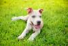 Filhote de Pitbull branco deitado na grama