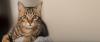 Gato com FIV e FeLV