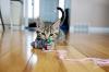 Foto de gato brincando 
