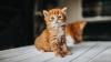 Filhote de gato laranja fofo