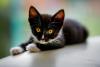 Gato filhote preto e branco fofo