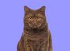Gato marrom British Shorthair
