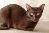 Gato marrom Havana Brown