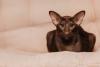 Gato marrom Oriental Shorthair
