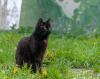 Gato marrom York Chocolate