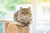 Gatinhos fofinhos da raça Persa também são muito amigáveis