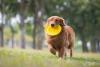 Golden Retriever com frisbee na boca