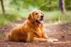 Golden Retriever deitado ao ar livre