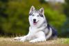 Husky Siberiano  sentado na grama