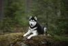 Husky Siberiano deitado no meio da floresta