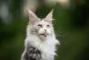 Das raças de gatos peludos, o Maine Coon é a maior de todas
