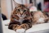 Além de um gatinho fofo, o Maine Coon tem várias outras qualidades