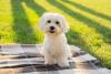 Os cachorros mais populares no Brasil geralmente são dóceis como o Maltês