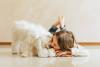 O Maltês é um cãopanheiro incrível