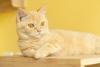 Gatinho fofo: Munchkin é uma das raças que detém esse título