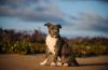 Os cachorros Pitbull podem ser uma grata surpresa se forem bem educados