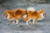 Dois cachorros grudados da raça Lulu da Pomerânia 