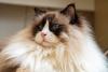 Raças de gatos peludos: o gato Ragdoll tem uma juba avantajada