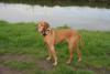 Redbone Coonhound é um cachorro ruivo atlético e musculoso