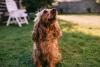 Cocker Spaniel pode ter a pelagem ruiva em várias tonalidades