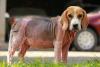 Sarna de cachorro demodécica (ou sarna negra) é transmitida de pai para filho