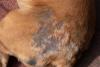 Fotos de sarna em cachorro geralmente estão associadas a queda de pelos