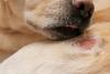 Sarna: cachorro pode ficar com a região avermelhada e inchada