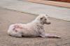 Sarna: fotos geralmente mostram um cão com muitas erupções na pele
