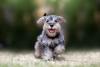 Schnauzer filhote ao ar livre