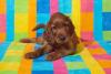 Filhote de Setter Irlandês com fundo quadriculado colorido