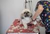 Shih tzu branco e cinza em cima de mesa tendo os pelos das patas aparados