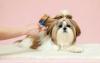 Shih tzu caramelo e marrom com pelos longos sendo tosado
