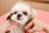 Shih Tzu branco e marrom tendo os pelos aparados