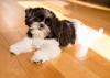 Shih tzu preto e branco deitado no chão de madeira