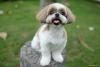 Shih tzu em parque ao ar livre com língua de fora
