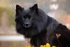 Spitz Alemão médio preto olhando para a câmera