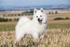 Spitz Alemão pequeno branco andando por campo