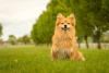 Spitz Alemão pequeno dourado sorrindo para foto