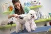 Tosa completa em cachorro Poodle