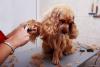 Tosa higiênica em Cocker Spaniel