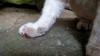 Machucado nas unhas do gato atrapalha o equilíbrio e a mobilidade