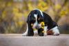 Filhote de Basset Hound com flor amarela na boca