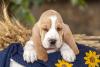 Basset Hound filhote em cima de manta florida