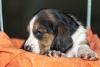 Basset Hound filhote deitado em uam caminha laranja