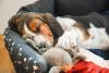 Basset Hound filhote dormindo em uma caminha estrelada