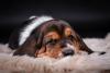 Filhote de Basset Hound deitado no tapete